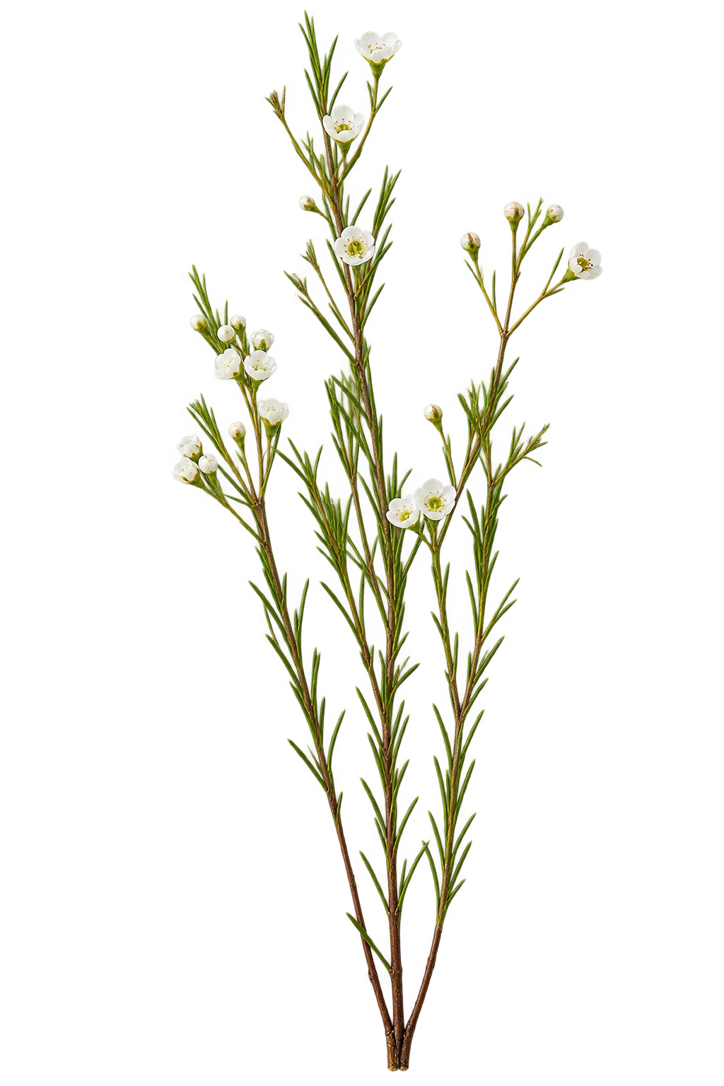 A fynbos sprig with small white blossoms