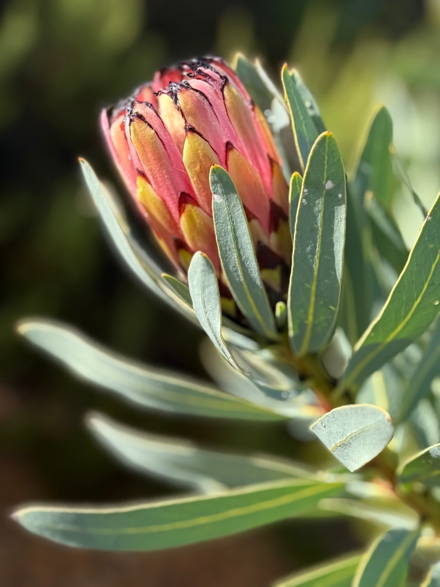 Mountain fynbos beneath open sky